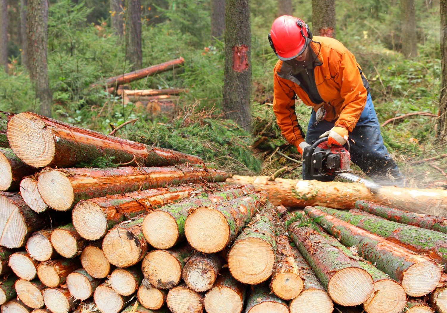 The Lumberjack working in a forest.